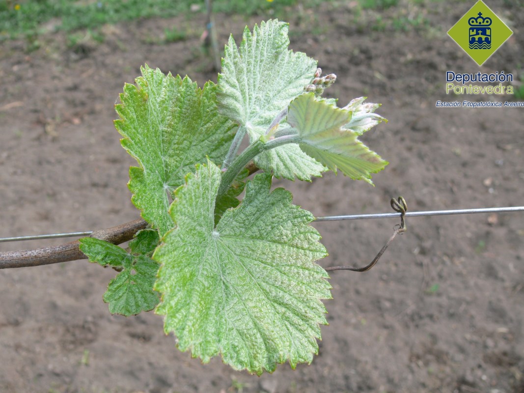 Hay viñedos con varias hojas extendidas 8 abril 2015.jpg